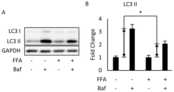 Free fatty acids (FFAs) impaired the autophagic flux in differentiated 3T3-L1 adipocytes.