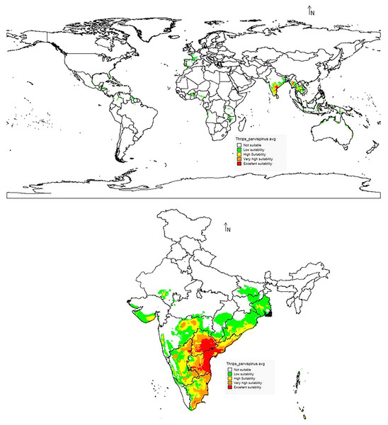 Prediction of distribution of Thrips parvispinus under the current scenario.