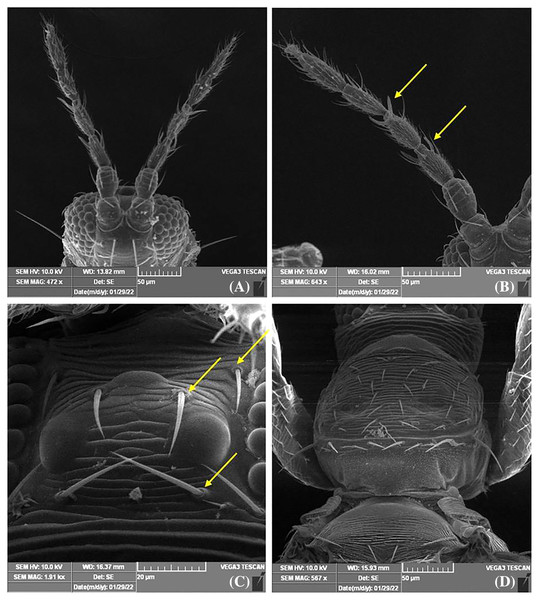 SEM images of Thrips parvispinus.