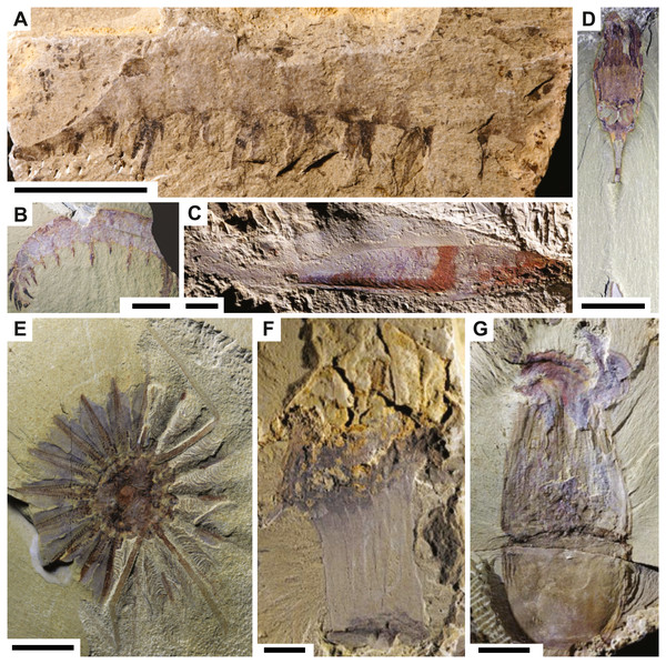Fossils from the Chengjiang biota.