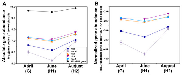 Seasonal dynamics of abundances of N-cycle genes (nifH, amoA, nirK, nirS, nosZ), and 16S rRNA genes.