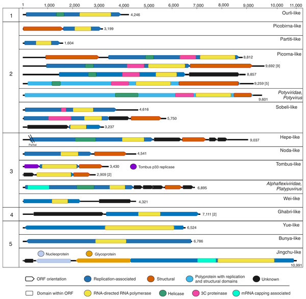 Genome schematics of near-complete freshwater macrophyte associated (FMA) viral genomes or segments.