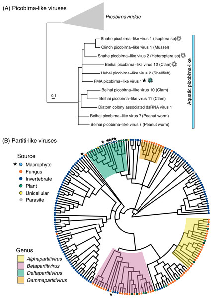 Midpoint-rooted maximum likelihood phylogenetic trees for members of the order Durnavirales, including picobirna-like (A) and partiti-like (B) viruses based on predicted RdRp amino acid sequences.