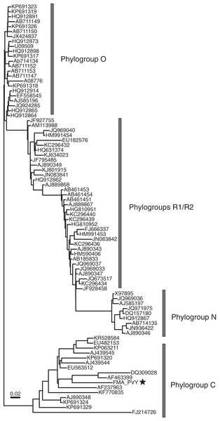 Midpoint-rooted maximum likelihood phylogenetic tree showing potato virus Y phylogroups (Gibbs et al., 2017) based on polyprotein nucleotide sequences.