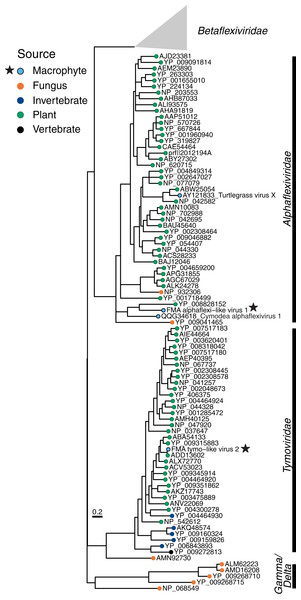 Midpoint-rooted maximum likelihood phylogenetic trees for members of the order Tymovirales based on predicted RdRp amino acid sequences.