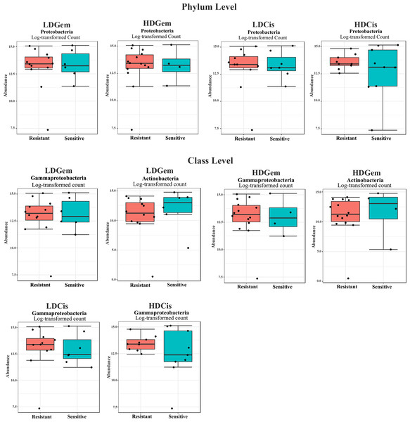 Intratumoral bacteria between the resistant and sensitive groups at the phylum and class levels.