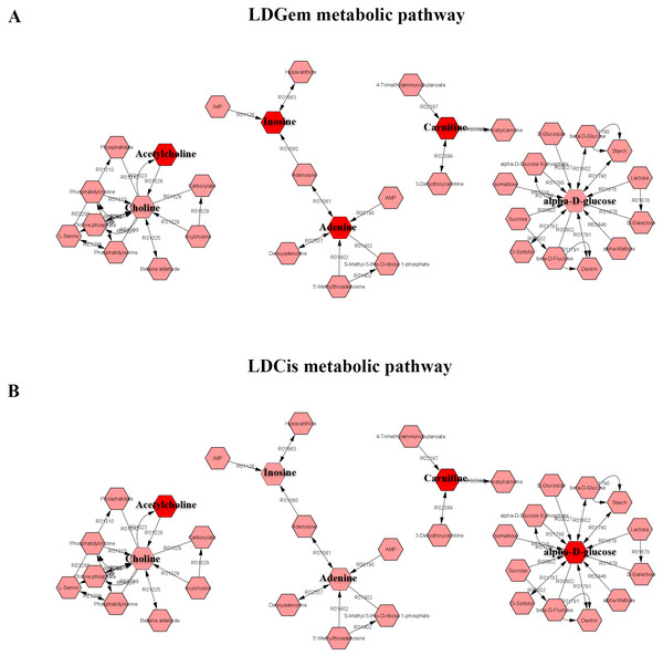 The metabolic pathway constructed by Metscape.