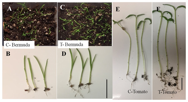 Effect of inoculation of E. coli on seedling development of Bermuda grass and tomato 15 days after inoculation in magenta boxes containing peat, perlite and sand.