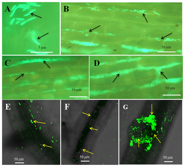 Microscopic observation of Bermuda grass root tissue inoculated with GFP tag E. coli.