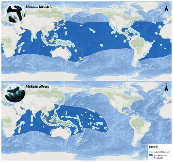 Map showing the global distribution ranges of M. birostris (top) and M. alfredi (bottom; adapted from IUCN, 2022).
