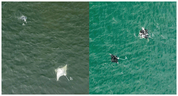 Images illustrating M. birostris and M. alfredi microsympatry in Laucala Bay. White arrows (A) and (B) indicate distinctive dorsal markings for: (A) M. alfredi; and (B) M.birostris.