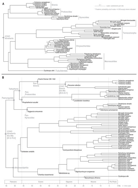 Consensus trees from Bayesian phylogenetic analyses of the DNA supermatrix.