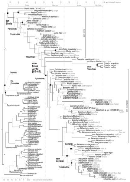 Consensus tree (allcompat) from the time-scaled Bayesian tip-dating analysis of the total evidence supermatrix.