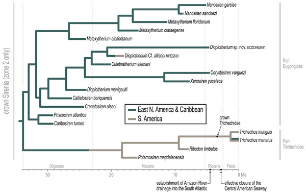 Phylogeny of crown sirenian species reconstructed in geographic zone 2.