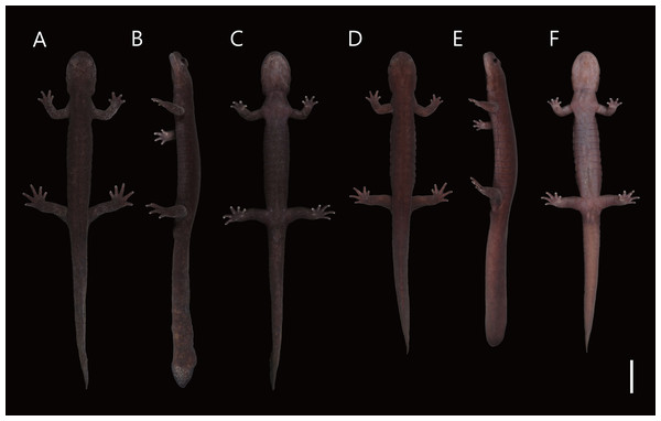 Live male topotype of Hynobius hirosei (KUHE 62827; A–C) and male holotype of H. oni (KUHE 62785; D–F).