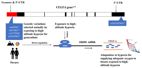 The speculative mechanistic model of the vascular endothelial growth factor-A (VEGF-A) and the single nucleotide polymorphisms (SNPs) in the promoter region of the VEGFA gene in adaptation to high-altitude hypoxia in the Sherpa highlanders.