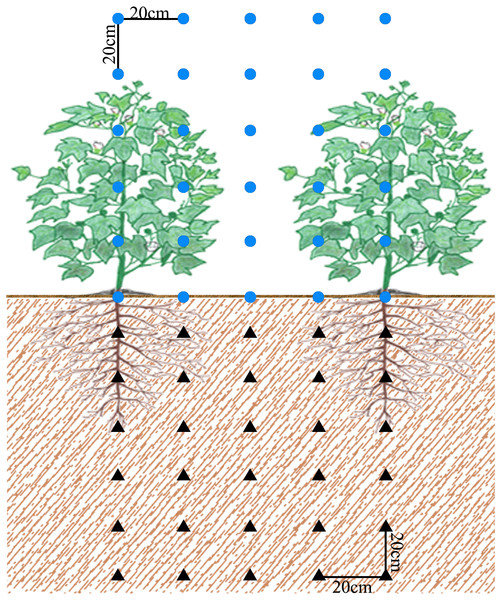 Schematic diagram of monitoring points of field soil and canopy PAR.