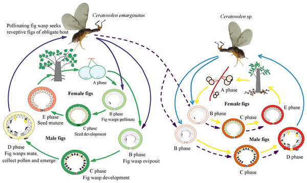 Illustration of sharing the pollinator between two distinct host Ficus species.