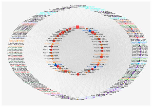 Co-expression network visualization of hub genes in the MEturquoise module associated with pistillody development.