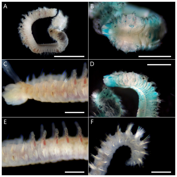 Atherospio aestuarii sp. nov. Light micrographs showing the morphology of preserved (A, B, D) and live (C, E, F) specimens (holotype: NSMT-Pol H-858).