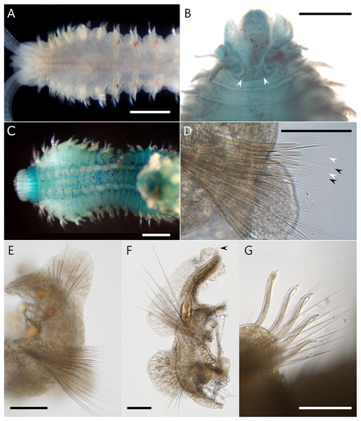 Atherospio aestuarii sp. nov. Light micrographs showing the morphology of living (A) and fixed (B–G) specimens (paratypes).