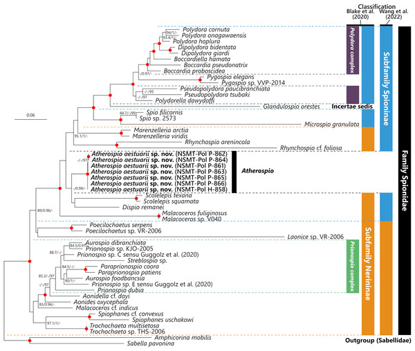 Maximum likelihood tree inferred from concatenated sequences of nuclear 18S and 28S and mitochondrial 16S rRNA gene sequences of spionid species obtained in the present study and from the DDBJ/EMBL/GenBank database (Table 1).