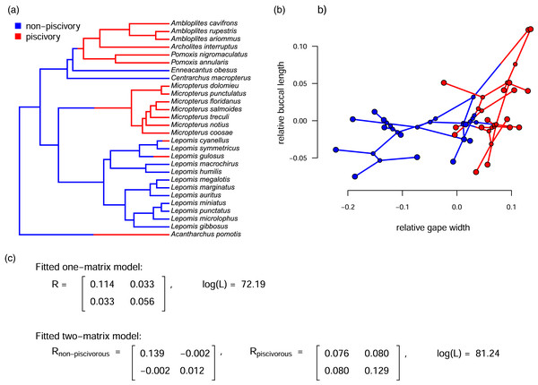 (A) Phylogeny of centrarchid fishes with feeding mode (piscivory or non-piscivory) mapped onto the edges of the tree; (B) projection of the tree in (A) into a phenotypic trait space defined by different aspects of the mouth morphology in Centrarchidae; and (C) fitted one- and two-matrix evolutionary models.