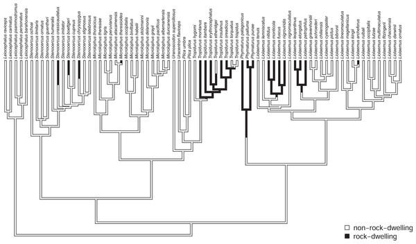 Phylogenetic tree of 76 South American iguanian lizards species based on Pyron, Burbrink & Wiens (2013).