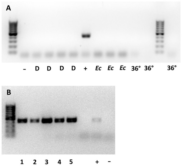 Gel plates testing for Wolbachia 16S rRNA gene in (A) male and (B) female Ooencyrtus mirus.