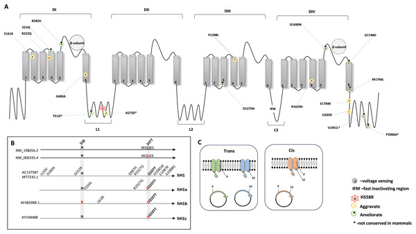 Schematic representation of the NaV1.5 protein.