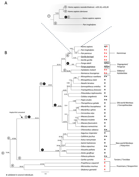 Investigation of the rs1805124 allelic status in primates.