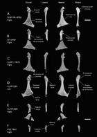 Forty New Specimens Of Ichthyornis Provide Unprecedented Insight Into ...