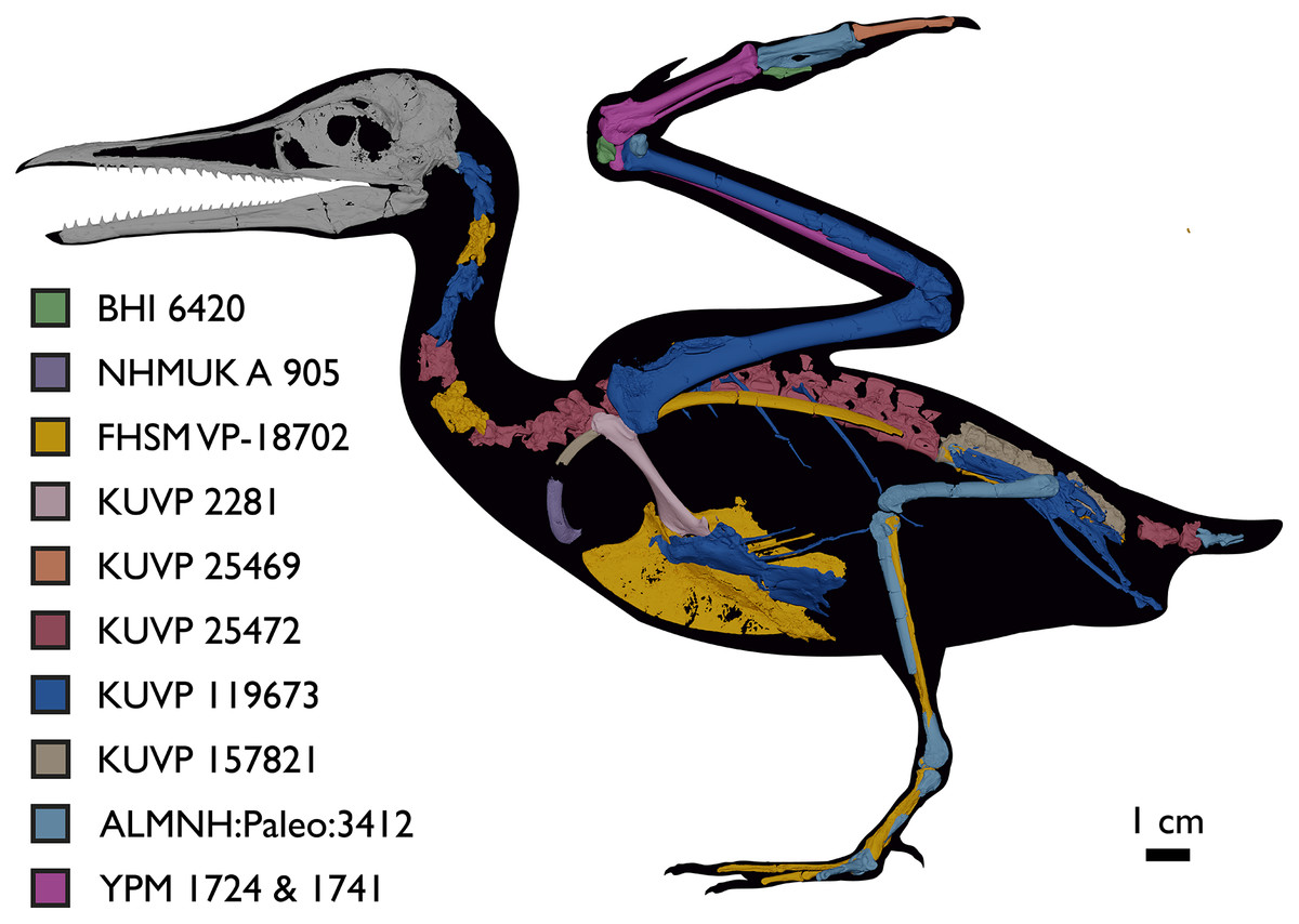 Forty new specimens of Ichthyornis provide unprecedented insight into the  postcranial morphology of crownward stem group birds [PeerJ]