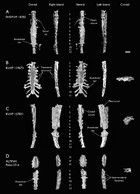 Forty New Specimens Of Ichthyornis Provide Unprecedented Insight Into ...