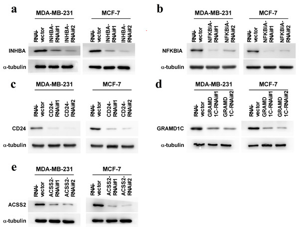 (A–E) Expression levels of INHBA, CD24, GRAMD1C, NFKBIA, and ACSS2 in MDA-MB-231 and MCF7 breast cancer cells were reduced by siRNA treatment.