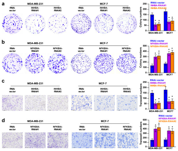 Colony forming ability (A, B) and invasion capability (C, D) of breast cancer cells were dramatically weakened with INHBA siRNA intervention but significantly increased by NFKBIA siRNA intervention.