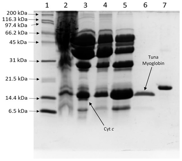 Process of tuna myoglobin purification monitored by SDS-PAGE (17%).