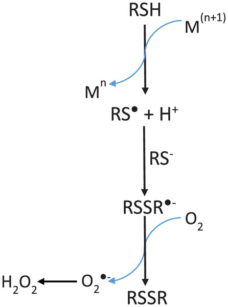 Mechanism of hydrogen peroxide formation by thiol-containing compounds (RSH) oxidation induced by transition metals (M).