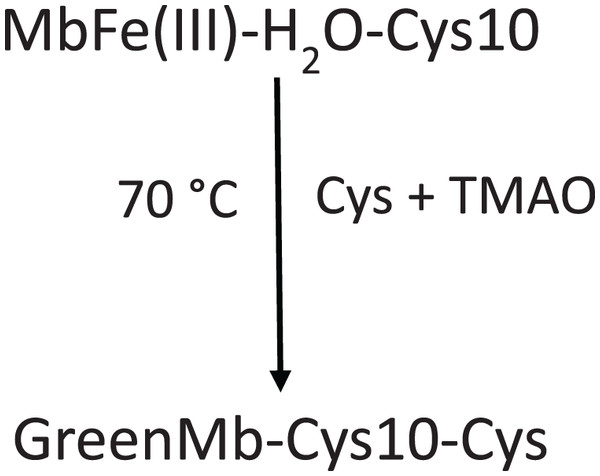 Scheme proposed by Grosjean et al. (1969) for tuna greening after thermal treatment (70 °C) by interaction among tuna metmyoglobin (MbFe(III)-H2O), trimethylamine oxide (TMAO) and free cysteine (Cys).