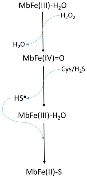 Scheme proposed by Libardi et al. (2013, 2014) for sulfmyoglobin (MbFe(II)-S) production from the reaction among metmyoglobin (MbFe(III)-H2O), H2O2 and thiols componds (Cys/H2S).