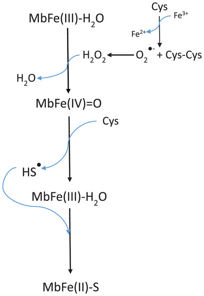 Scheme suggested for the sulfmyoglobin (MbFe(II)-S) production from metmyogloin (MbFe(III)-H2O) promoted by free cysteine (Cys) during thermal treatment at 60 °C.