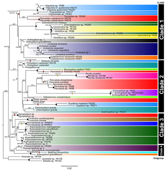 COI+mtMutS+ND2 phylogenetic tree constructed by ML method.