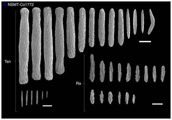 Sclerites in clade 4 (single specimen Pseudumbellula sp. (NSMT-Co1772)).