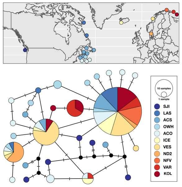 Sampling locations, haplotype distribution, and TCS haplotype network of COI mtDNA sequences for Strongylocentrotus droebachiensis E (n = 148).