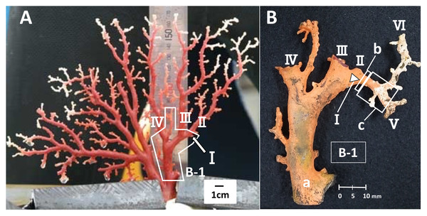Japanese red coral (Corallium japonicum) colony B cultured on the seafloor at 135 m depth off Takeshima Island, Kagoshima, Japan from 26 March 2005 to 21 May 2013.