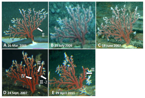 Observations of the Japanese red coral (Corallium japonicum) colony B on the sea floor at 135 m depth off Takeshima Island, Kagoshima, Japan from 26 March 2005 to 21 May 2013 using the manned submersible Hakuyo.
