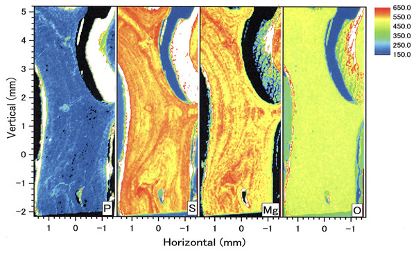 µ-XRF/XAS mapping analysis of trace elements in the longitudinal section of the Corallium japonicum axis (see Fig. 3).