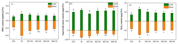 Effects of exogenous application of melatonin on MDA and ROS content in D. lotus roots and leaves under normal and drought stress conditions.