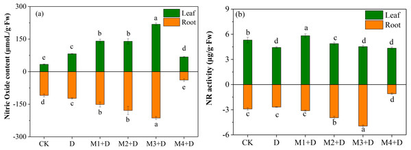 Effects of exogenous application of melatonin on NO content and NR activity in D. lotus roots and leaves under normal and drought stress conditions.