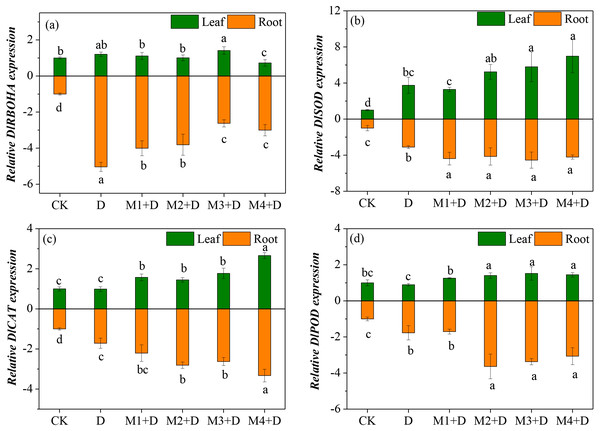 (A–D) Effects of exogenous application of melatonin on the expression of key genes involved in ROS metabolism in D. lotus roots and leaves under normal and drought stress conditions.